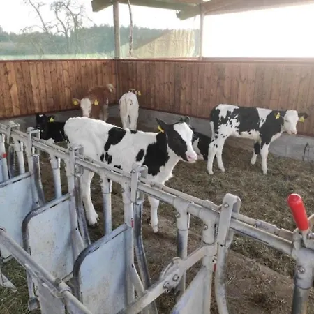 Broger Obstbaeumle Mit Pool 公寓 诺伊基希