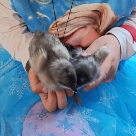 Broger Obstbaeumle Mit Pool 诺伊基希