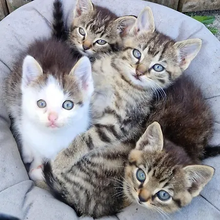 公寓 Broger Obstbaeumle Mit Pool 诺伊基希