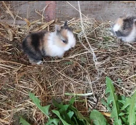 Broger Obstbaeumle Mit Pool