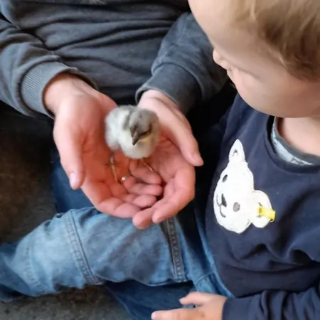 Broger Obstbaeumle Mit Pool