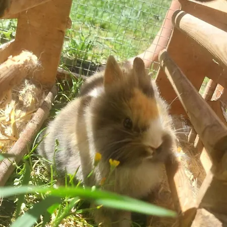 Broger Obstbaeumle Mit Pool 公寓 *