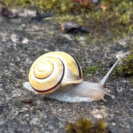 Broger Obstbaeumle Mit Pool * 诺伊基希