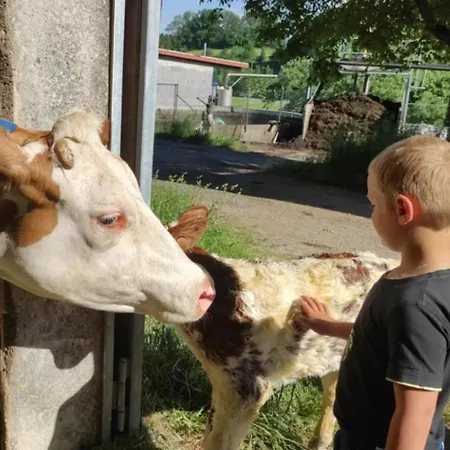 Broger Obstbaeumle Mit Pool 公寓 诺伊基希