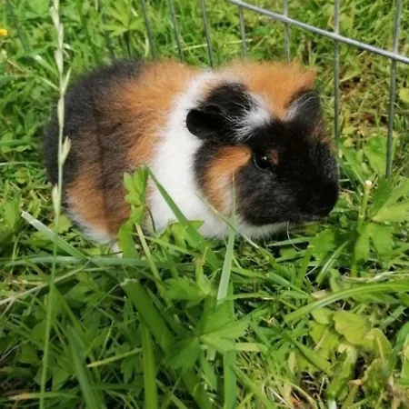 Broger Obstbaeumle Mit Pool 公寓