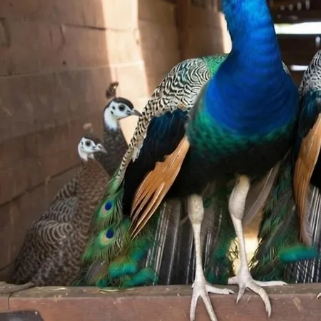 Broger Obstbaeumle Mit Pool 诺伊基希