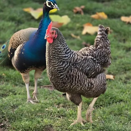 Broger Obstbaeumle Mit Pool *