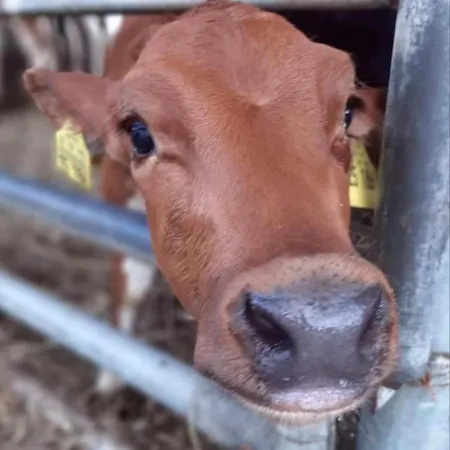 Broger Obstbaeumle Mit Pool * 诺伊基希