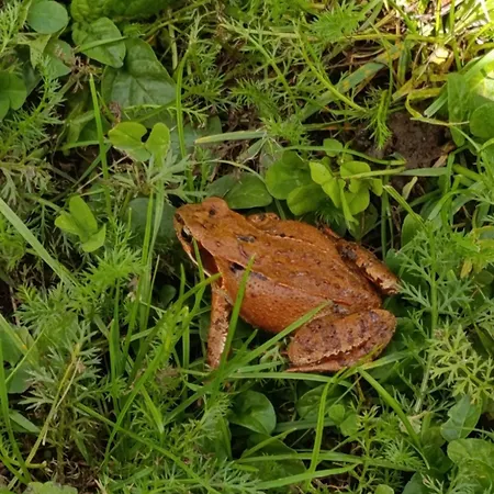 公寓 Broger Obstbaeumle Mit Pool *