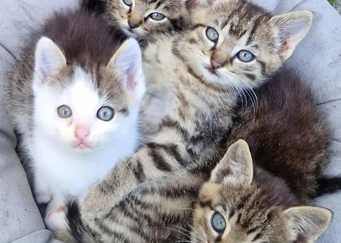 Appartement Broger Obstbaeumle Mit Pool Neukirch (Tubingen)