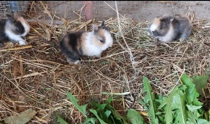 Broger Obstbaeumle Mit Pool