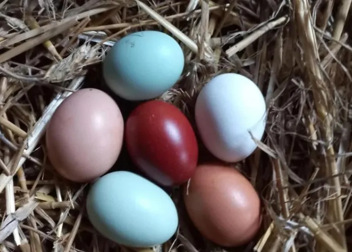 Broger Obstbaeumle Mit Pool *