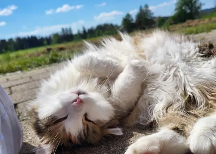 Appartement Broger Obstbaeumle Mit Pool