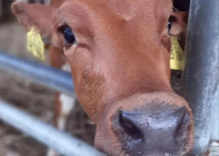 Broger Obstbaeumle Mit Pool * Neukirch (Tubingen)