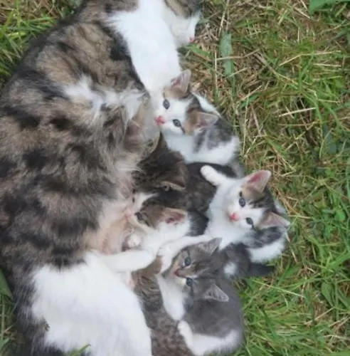 Broger Obstbaeumle Mit Pool *